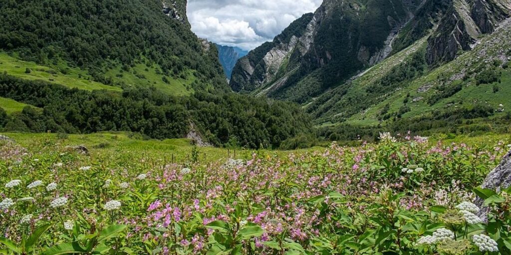 Scenic Valley of Flowers in Uttarakhand with blooming Himalayan flowers, snow-clad mountains, and spiritual trekking trail. Scenic Valley of Flowers in Uttarakhand with blooming Himalayan flowers, snow-clad mountains, and spiritual trekking trail.