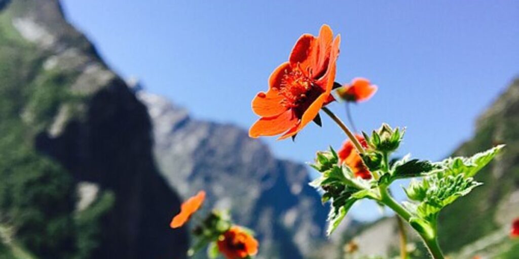 Scenic Valley of Flowers in Uttarakhand with blooming Himalayan flowers, snow-clad mountains, and spiritual trekking trail