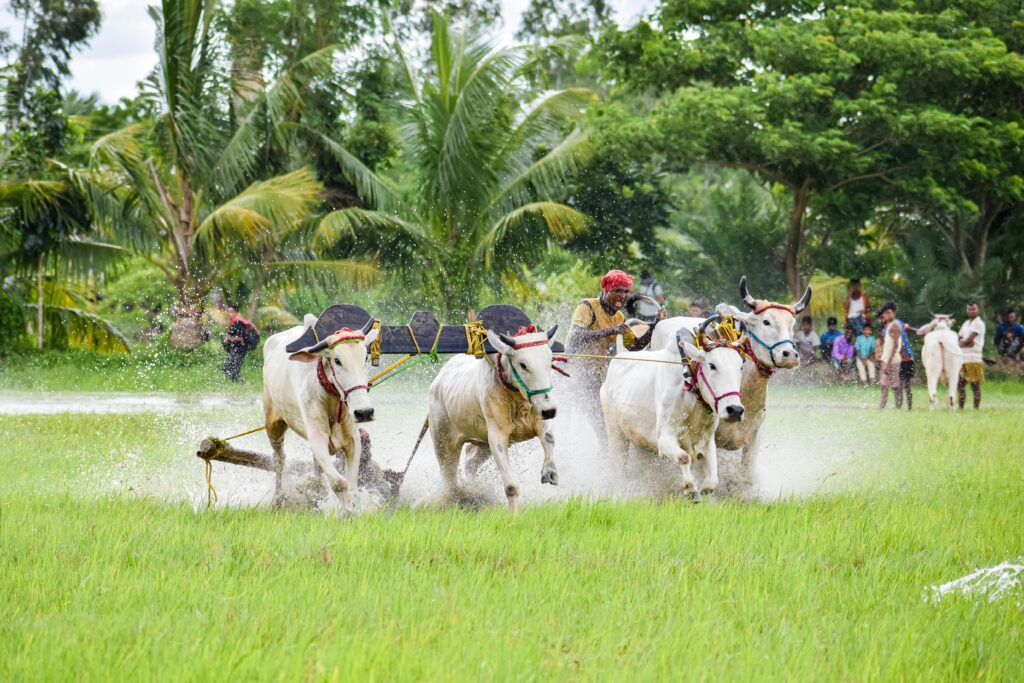 Dynamic bull racing event with vibrant rural backdrop in India, showcasing culture and tradition.